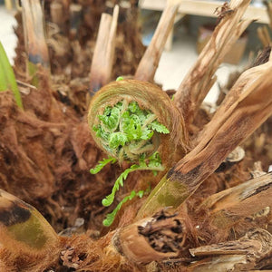 Dicksonia antarctica Tree Fern 4ft image 1