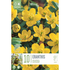 Eranthis cilicica 'Winter Aconite' (10 bulbs) image 0