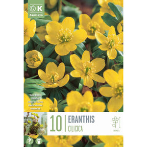 Eranthis cilicica 'Winter Aconite' (10 bulbs) image 0