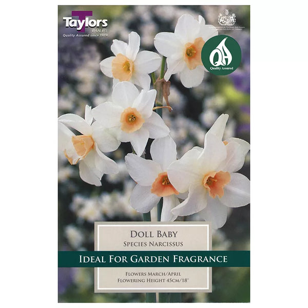Narcissus 'Doll Baby' Daffodils (6 Bulbs) image 0
