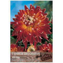 Dahlia Decorative 'Akita' (1 tuber) image 0