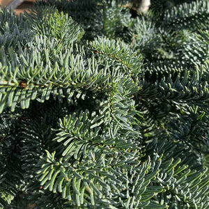 Needlefresh Noble Fir Pot Grown Christmas Tree image 3