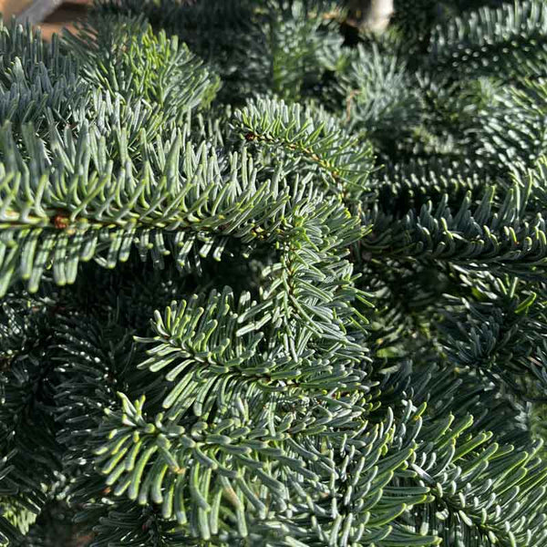 Needlefresh Noble Fir Pot Grown Christmas Tree image 3