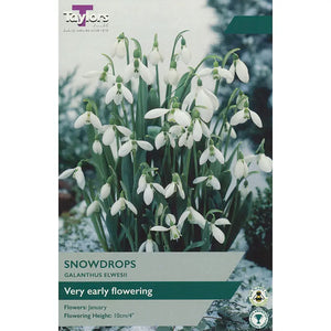 Galanthus elwesii Snowdrops (7 bulbs) image 0