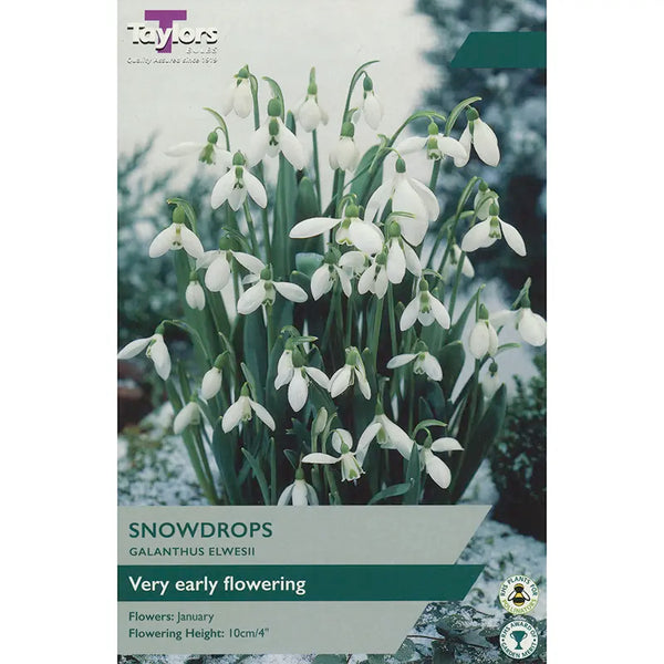 Galanthus elwesii Snowdrops (7 bulbs) image 0