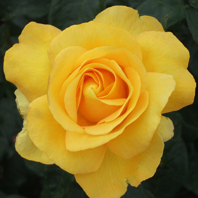 Whartons Roses ‘My Lovely Mum’ Hybrid Tea Bush Rose (3-Litre Pot) image 0