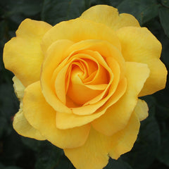 Whartons Roses ‘My Lovely Mum’ Hybrid Tea Bush Rose (3-Litre Pot) image 0