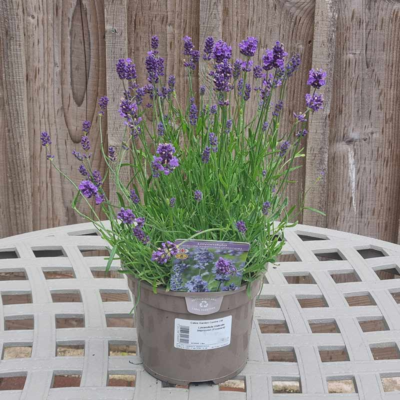 Lavandula Hidcote Improved ‘Essence Purple’ (2-Litre Pot) image 0