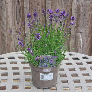 Lavandula Hidcote Improved ‘Essence Purple’ (2-Litre Pot) image 1