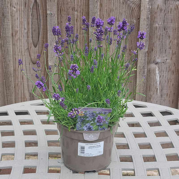 Lavandula Hidcote Improved ‘Essence Purple’ (2-Litre Pot) image 1