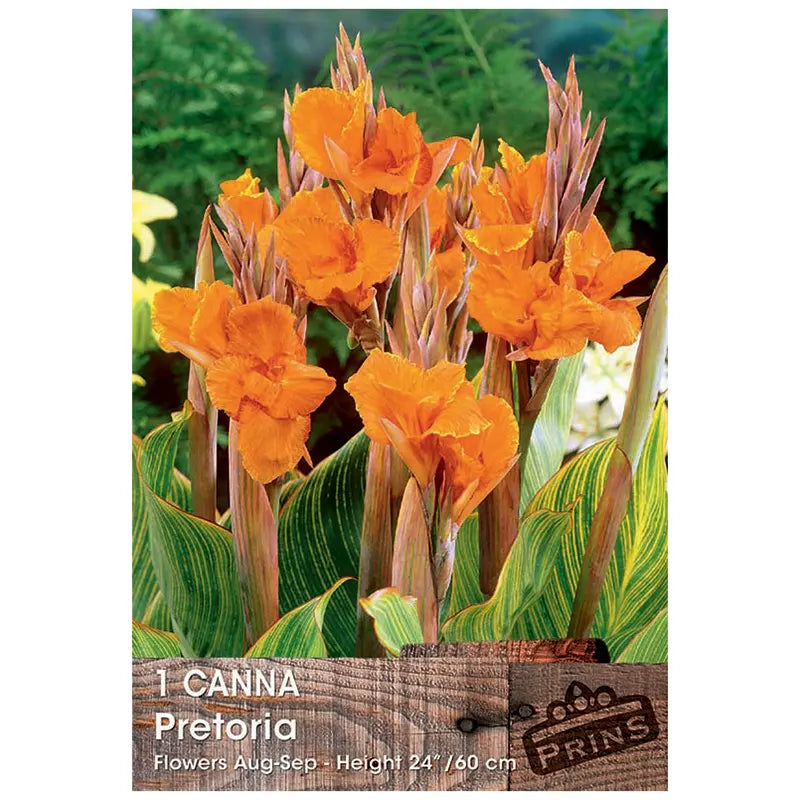 Canna 'Pretoria' (1 bulb) image 0