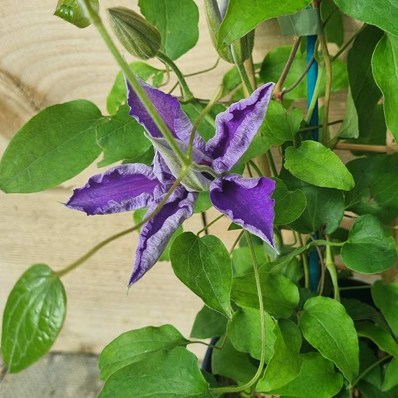 Raymond Evison Clematis Lindsay image 0