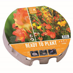 Ready to Plant Plant-O-Mat 'Wild Blooms' 38cm/15" (45 bulbs) image 0