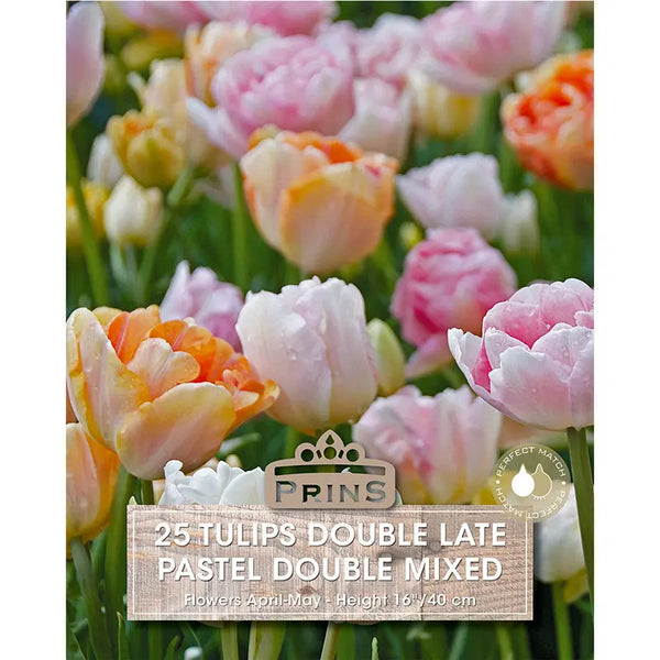 Tulip 'Pastel Double Mix' (25 bulbs) image 0
