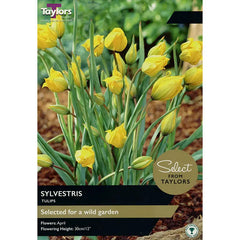 Tulip 'Sylvestris' (12 bulbs) image 0