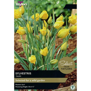 Tulip 'Sylvestris' (12 bulbs) image 0