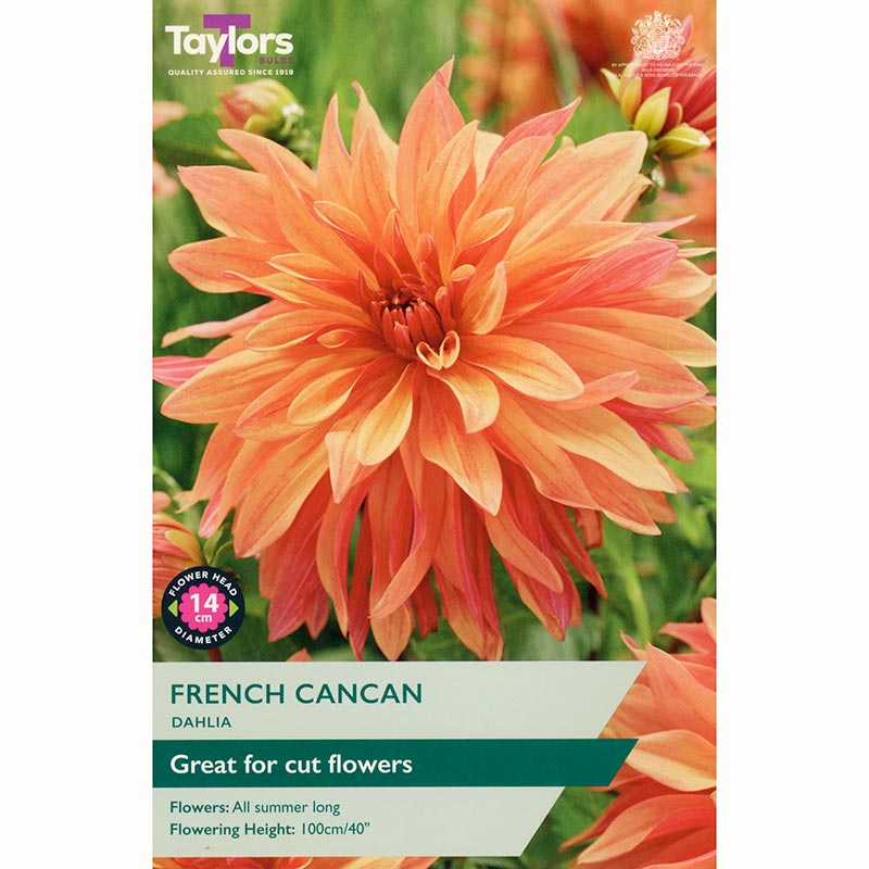 Dahlia ‘French Cancan’ with Vibrant Orange Flowers (1 Tuber) image 0