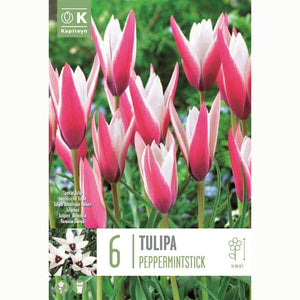 Tulip ‘Peppermintstick’ (6 Bulbs) image 0