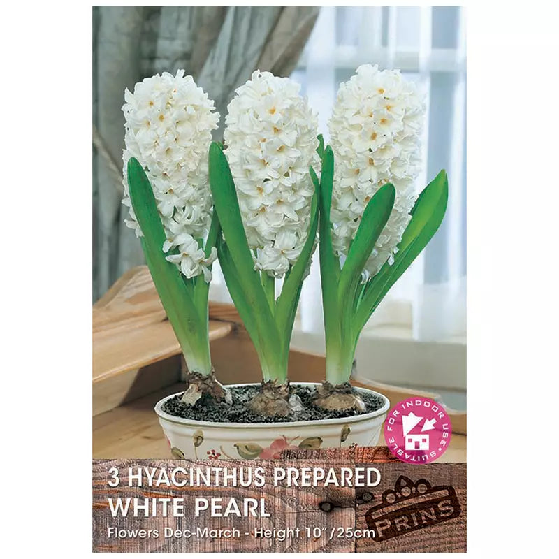 Hyacinth 'White Pearl' (3 prepared bulbs) image 0