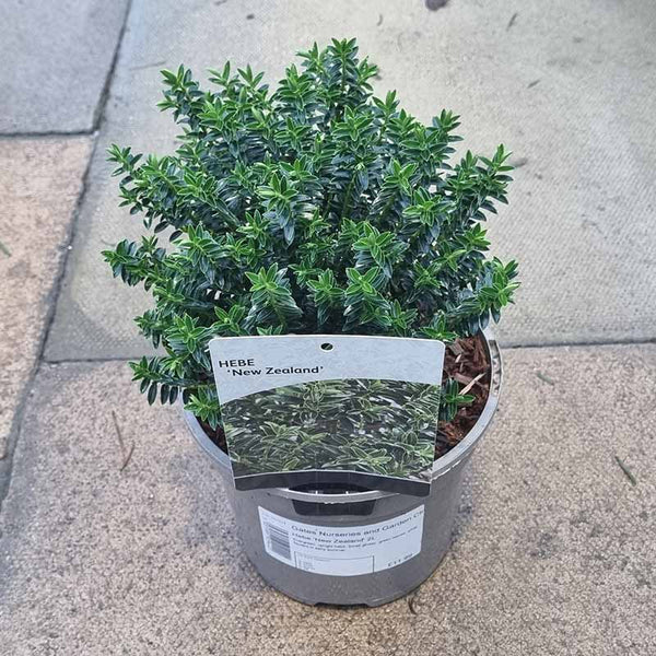 Hebe ‘New Zealand’ (2-Litre Pot) image 1