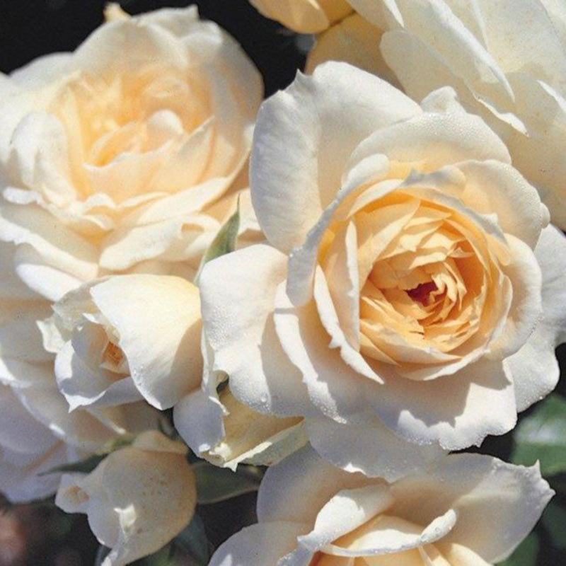 Whartons Roses ‘Champagne Moment’ Floribunda Shrub Rose (3-Litre Pot) image 0