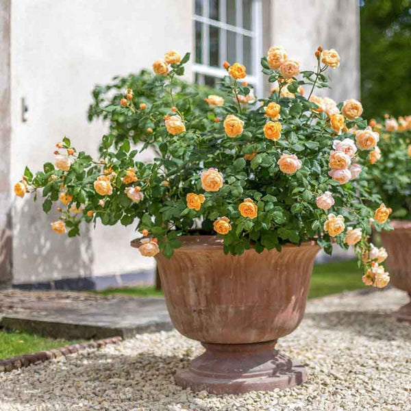 David Austin Roald Dahl® English Shrub Rose (6-Litre Pot) image 3