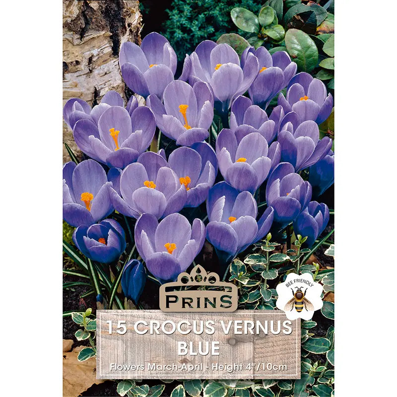 Crocus vernus 'Blue' (15 bulbs) image 0