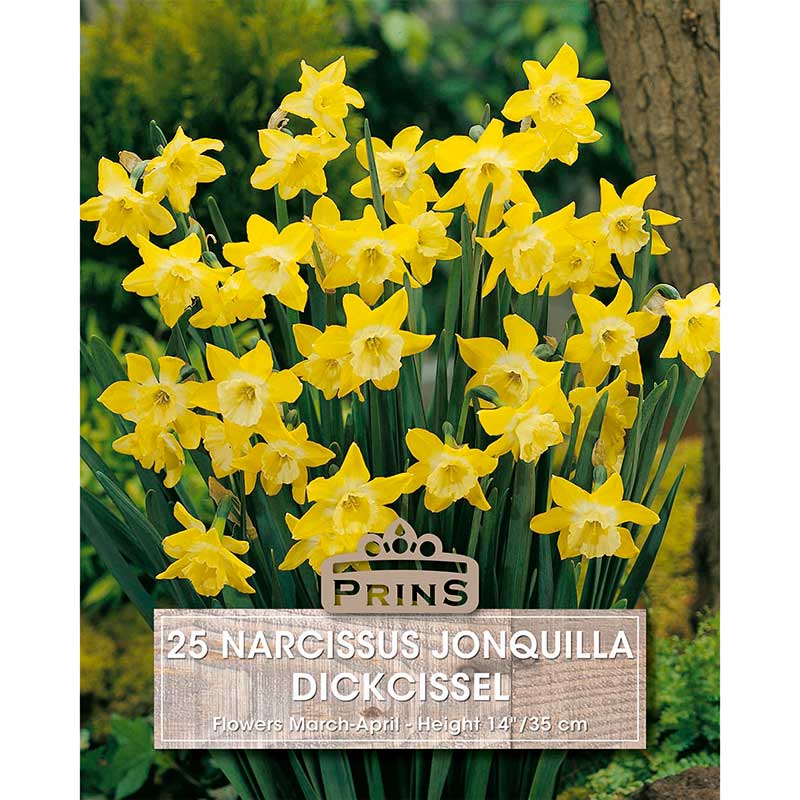 Narcissus jonquilla ‘Dickcissel’ Daffodil (25 Bulbs) image 0