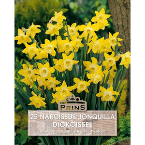 Narcissus jonquilla ‘Dickcissel’ Daffodil (25 Bulbs) image 0