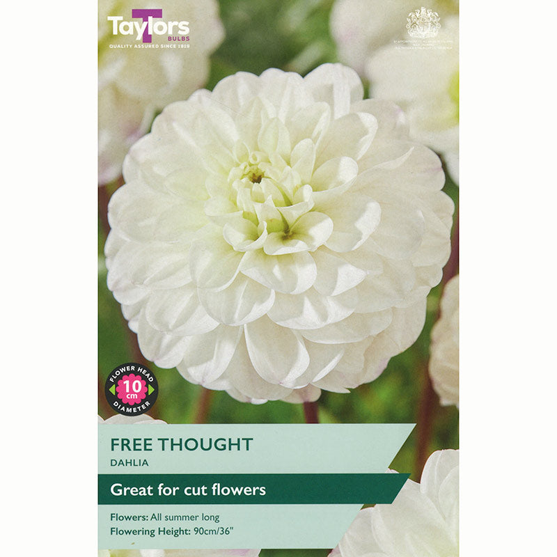 Dahlia ‘Free Thought’ with White Flowers (1 Tuber) image 0