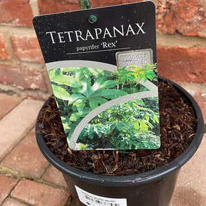 Tetrapanax papyrifer 'Rex' (2-Litre Pot) image 2