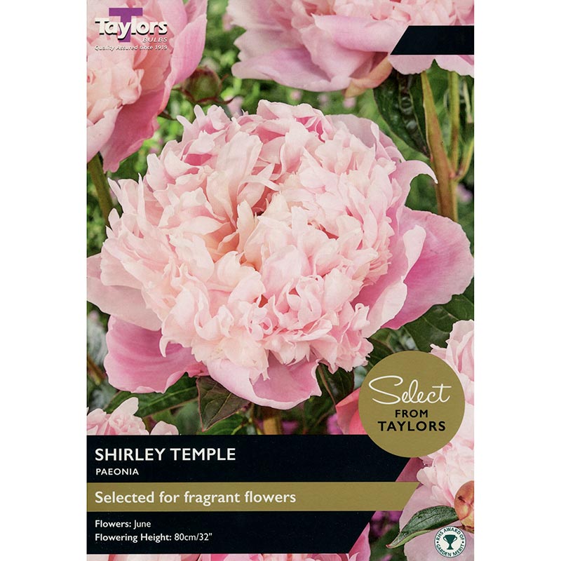 Paeonia 'Shirley Temple' (1 Bulb) image 0