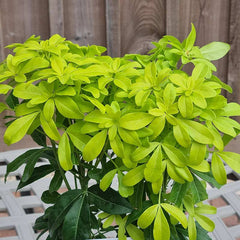 Choisya Ternata ‘Sundance’ foliage