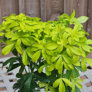 Choisya Ternata ‘Sundance’ foliage