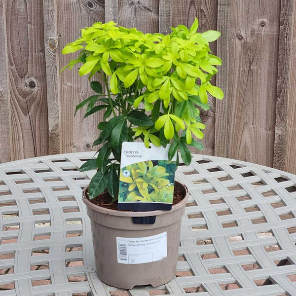 Choisya Ternata ‘Sundance’ (3-Litre Pot)