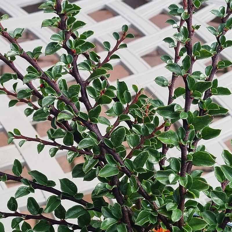 Cotoneaster ‘Horizontalis’ (3-Litre Pot)