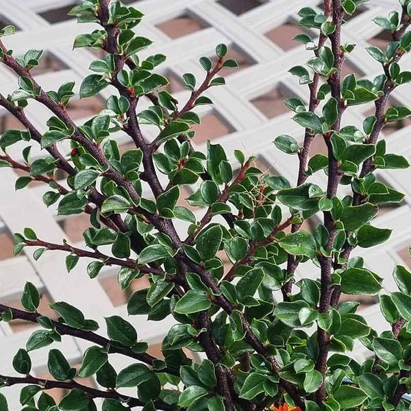 Cotoneaster ‘Horizontalis’ (3-Litre Pot)