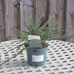 Cotoneaster ‘Horizontalis’ (3-Litre Pot)