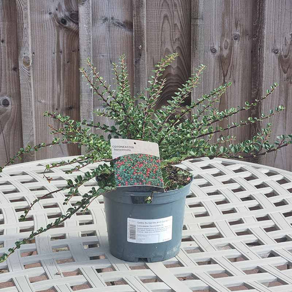 Cotoneaster ‘Horizontalis’ (3-Litre Pot)