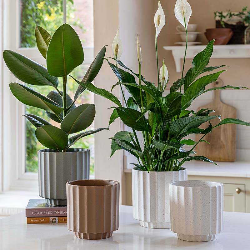 Ivyline Bourton Scalloped Indoor Planter Range image 0