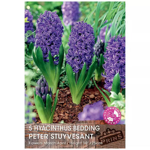 Hyacinth 'Peter Stuyvesant' (5 bulbs) image 0