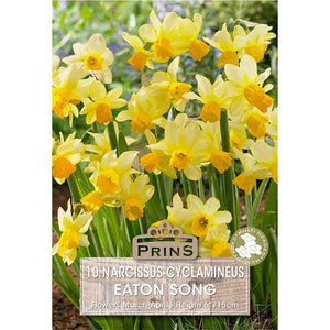 Narcissus 'Eaton Song' (10 bulbs) image 0