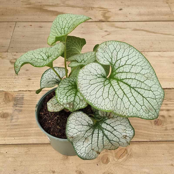 Brunnera macrophylla ‘Jack of Diamonds’ (2-Litre Pot) image 2