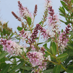 Hebe ‘Rose Sparkler’ image 0