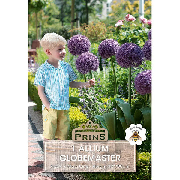 Allium 'Globemaster' (1 bulb) image 0