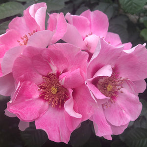 Whartons Roses ‘See You In Rose’ Shrub Rose (3-Litre Pot) image 1