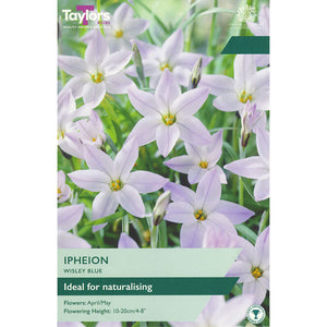 Ipheion ‘Wisley Blue’ (15 Bulbs) image 0
