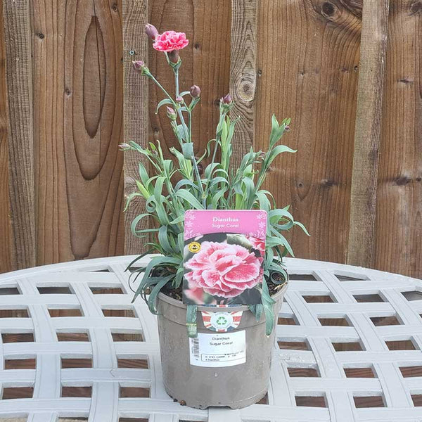 Dianthus ‘Sugar Coral’ (1.5-Litre Pot) image 1