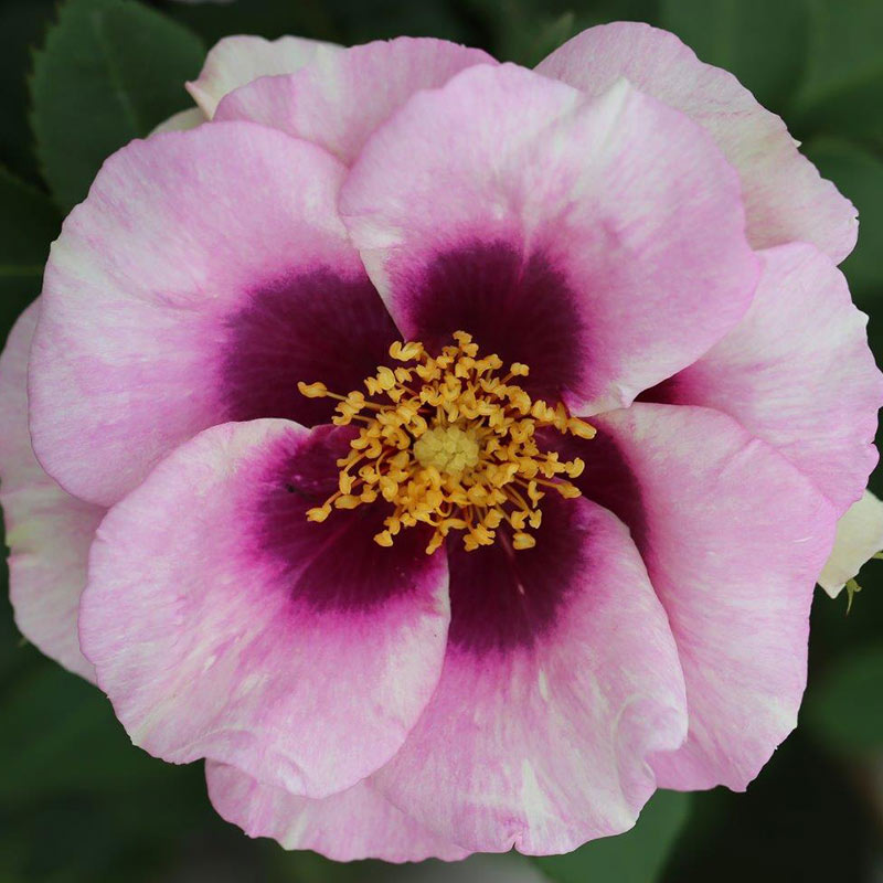 Whartons Roses ‘Eyes For You’ Shrub Rose (3-Litre Pot) image 0