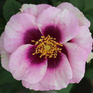 Whartons Roses ‘Eyes For You’ Shrub Rose (3-Litre Pot) image 0